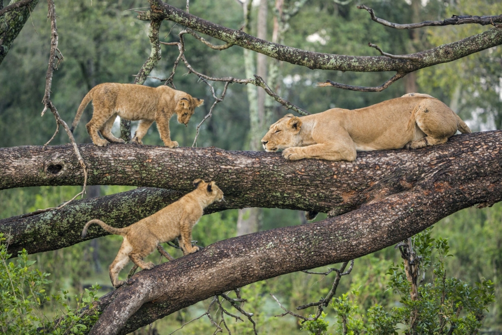 Best Tanzania Tour Operators, Travel Agents & Safari Company