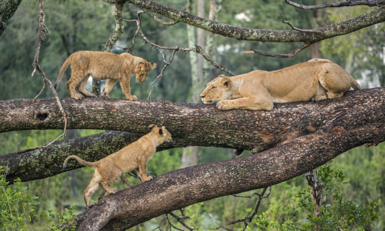 Discover the Best Tanzania Safari Tours: Holidays in the Wild