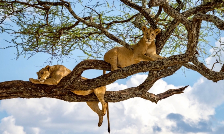 Lake Manyara Safaris in Tanzania