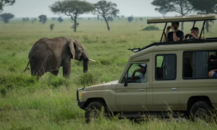 Tanzania Wildlife Adventure