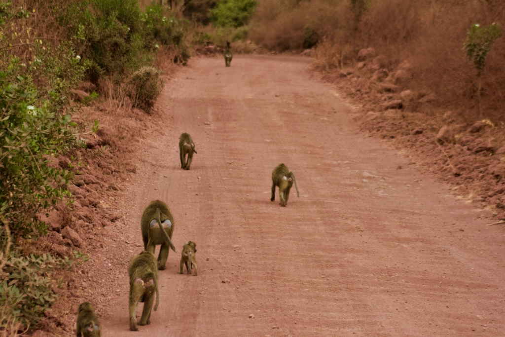 Ultimate 10-Day Best of Tanzania Safari Unforgettable Wildlife Adventure Tour