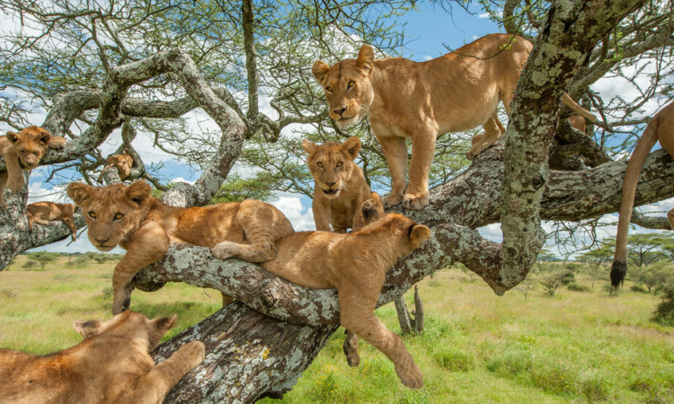 tree climbing lions of Lake Manyara