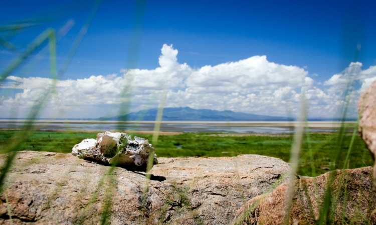 Discover the Location of Lake Manyara National Park: A Guide for Travelers